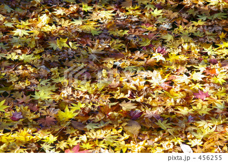 昭和記念公園紅葉 昭和記念公園紅葉 456255