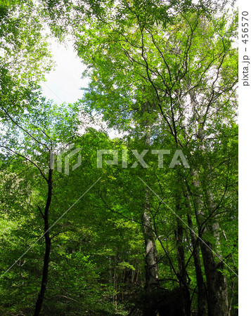 源流域の森 456570