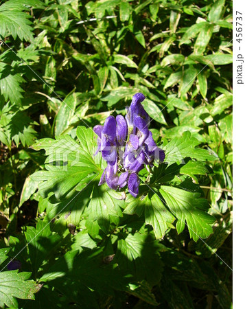 トリカブト 456737