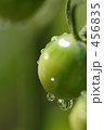 朝露 456835