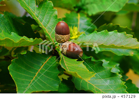 どんぐり 457129