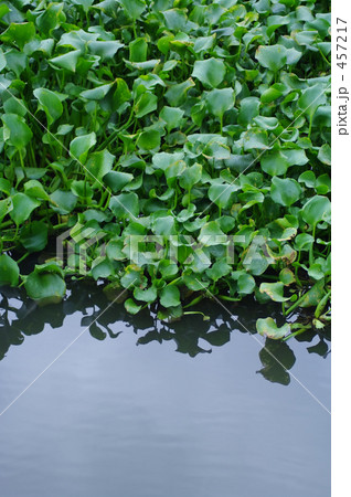 川面を覆うホテイアオイ 457217
