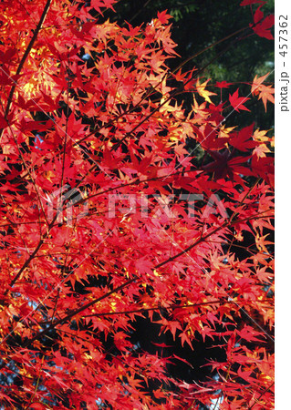 紅葉 457362