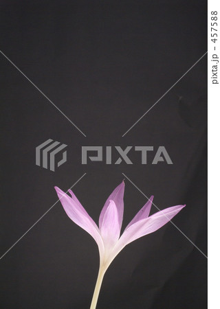 コルチカム03 457588