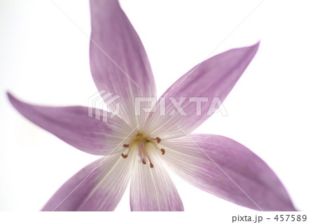 コルチカム02 457589