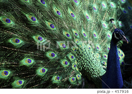 孔雀 孔雀 457916