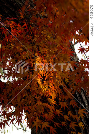 紅葉 458079