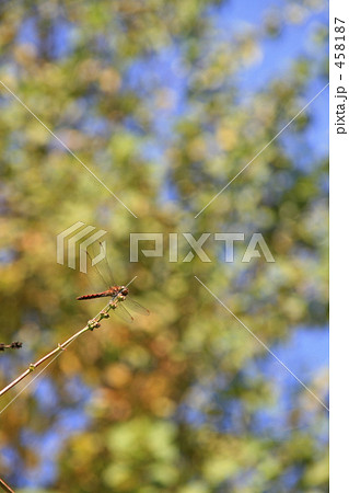 枝先のアキアカネ 458187