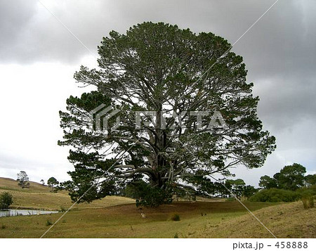 ニュージーランド ホビット村 ニュージーランド ホビット村 458888