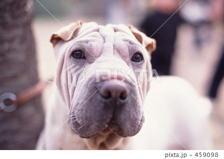 犬 459098