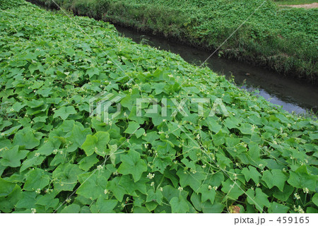 見沼田圃・秋 459165