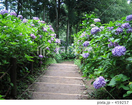 紫陽花の道 紫陽花の道 459257