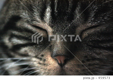 眠り猫 459573