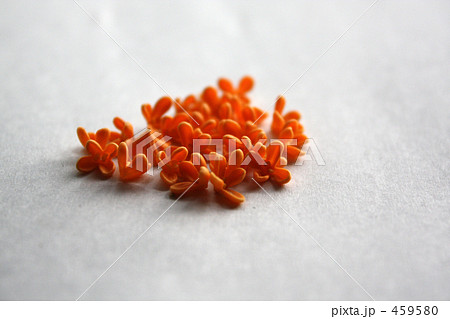 キンモクセイ 459580