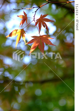 明るい秋 459751