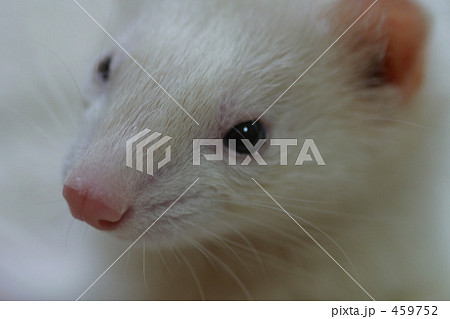 フェレット 459752