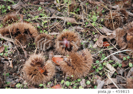 見沼田圃・秋 459815