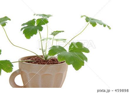 ゼラニウムペパーミント２ 459898