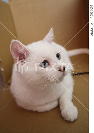 白い猫01 459924
