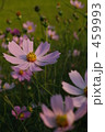 秋桜 459993