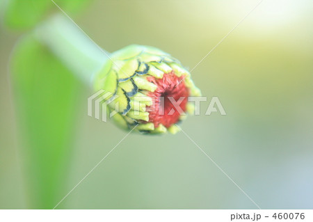 百日草 百日草 460076