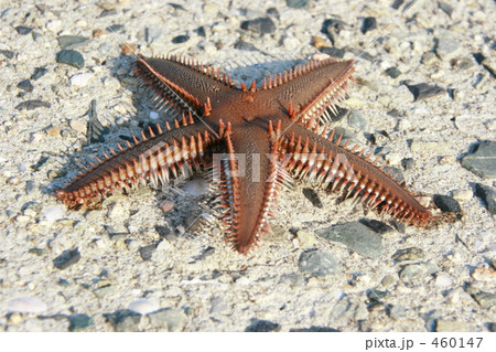 トゲモミジガイ 460147