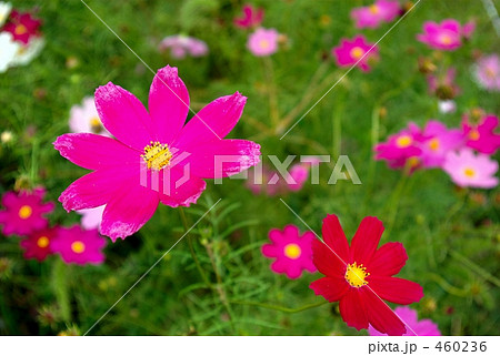 鮮やかコスモス 鮮やかコスモス 460236