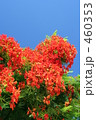 鳳凰木 460353