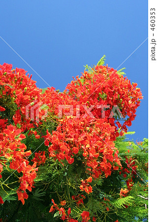 鳳凰木 鳳凰木 460353