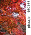 紅葉 460366
