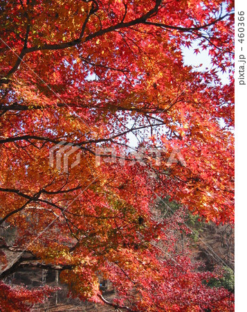 紅葉 460366