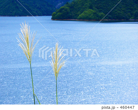 ススキと湖 460447