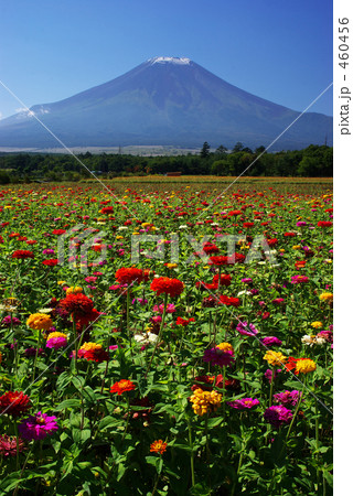 富士山と百日草畑 460456