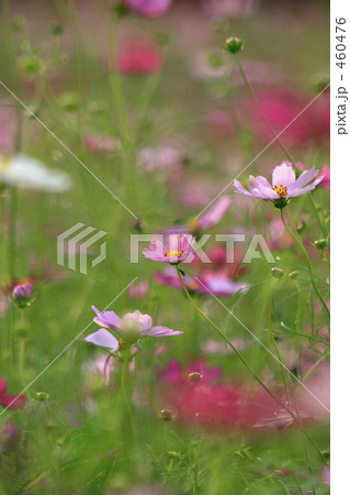 可憐なコスモスの畑 460476
