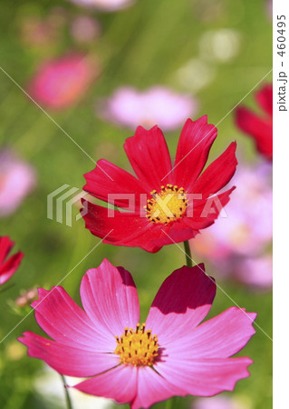鮮やか色のコスモス 鮮やか色のコスモス 460495