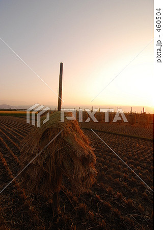 棒がけの稲　たそがれ 460504