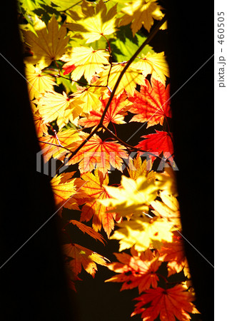 紅葉 紅葉 460505
