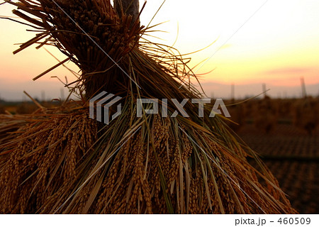 棒がけの稲　たそがれ 460509