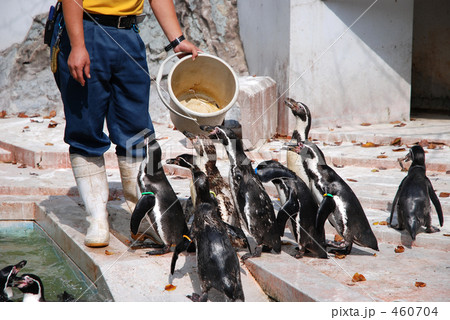 ペンギンの餌やり 460704