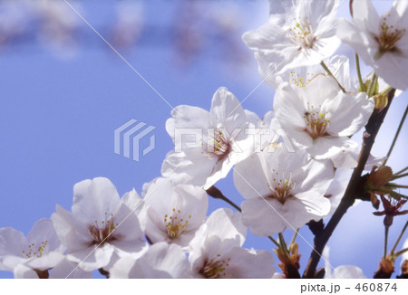 桜　さくら　 460874