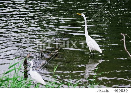 ダイサギとコサギ ダイサギとコサギ 460880