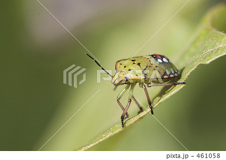 色痣らかな色鮮やかなカメムシ 色痣らかな色鮮やかなカメムシ 461058