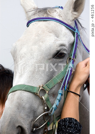 サラブレッド　顔　アップ 461256