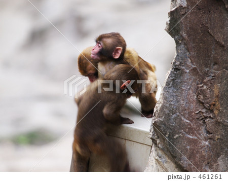 ニホンザル 461261