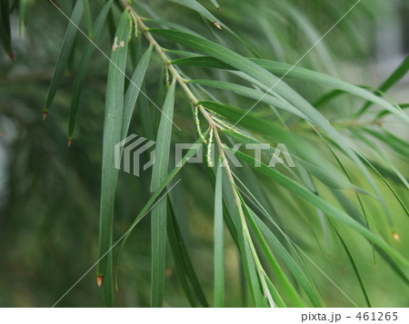 ナガバナアカシア　 461265