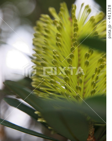 バンクシアインテグリフォリア 461328