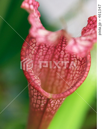 ウツボカヅラ 461347