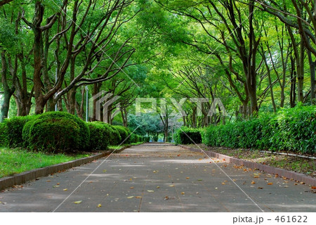 緑のトンネル 461622