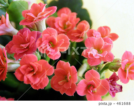 カランコエ 461688