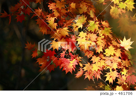 イタヤカエデ 461706